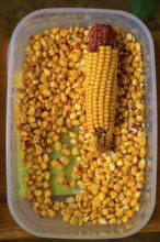 Container with maize cobs (Zae mays) and scattered maize kernels, event for schoolchildren