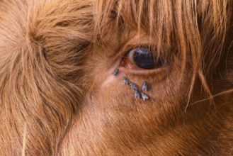 Close-up of a cow's eye with flies on the coat, warm colour scheme and details visible, cattle (Bos