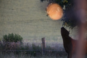 Silhouette of a bovine (Bos taurus) in front of a large, luminous moon in a nocturnal scene,
