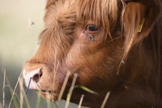 Cattle (Bos taurus) in a field, observed with vermin around the eye, natural grassland, Osnabrücker