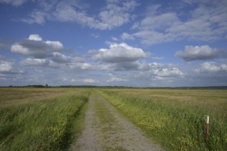 Landscape with a dirt road in the middle of meadows under blue sky with clouds, wet meadows in the