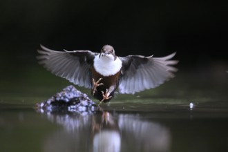 White-throated White-throated Dipper (Cinclus cinclus) in the air over water with prey in its beak,
