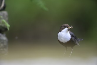 White-throated White-throated Dipper (Cinclus cinclus) with prey in its beak, quiet scene in