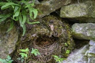 Abandoned dipper nest (Cinclus cinclus) made of moss and twigs, between stones and plants,