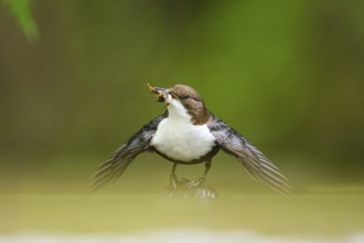 White-throated White-throated Dipper (Cinclus cinclus) at the water with prey in its beak, natural