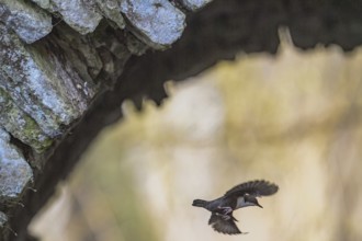A dipper (Cinclus cinclus) flies under a rock in a natural environment with motion blur,