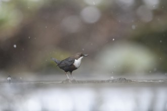 A small dipper (Cinclus cinclus) on a branch in the water, surrounded by falling snow and blurred