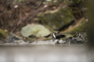 A dipper (Cinclus cinclus) sitting on a rock in a stream, surrounded by snow-covered natural