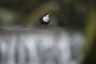 A dipper (Cinclus cinclus) stands in focus on a branch in the water while it is snowing in a