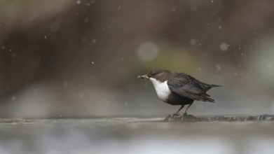 A dipper (Cinclus cinclus) in focus standing on a branch in the water while it is snowing in a