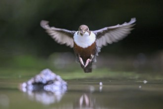 Flying dipper (Cinclus cinclus) over water with prey in its beak, Osnabrücker Land, Lower Saxony,