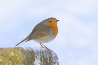 Robin (Erithacus rubecula), sitting on a stone, foraging, winter feeding, wildlife, winter,