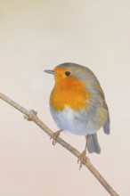 Robin (Erithacus rubecula), sitting on a thin branch, foraging, winter feeding, wildlife, winter,