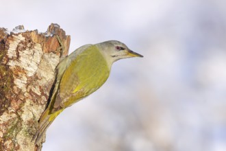 Grey-headed woodpecker (Picus canus), or lesser spotted woodpecker, female on a birch tree,