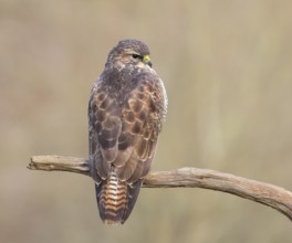 Buzzard (Buteo buteo) sitting attentively on a branch, wildlife, animals, birds, bird of prey,