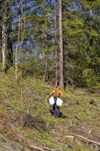 Forest worker planting spruce trees plants on a clearcutting in the forest on a sunny spring day