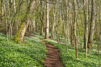 Nature trail in a lush forest with budding leaves on the trees and flowering Wood anemone (Anemone