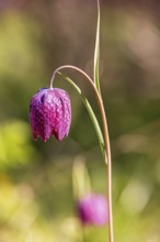 Close up at a Snake's head fritillary (Fritillaria meleagris) With purple chequered pattern