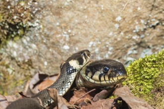 Close up view at Grass snakes (Natrix natrix) in the spring sun by a rock
