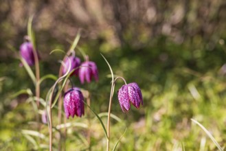 Snake's head fritillary (Fritillaria meleagris) flowering on a sunny meadow at springtime