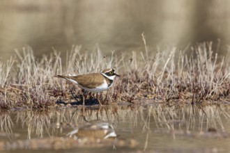 Little ringed plover (Thinornis dubius) walking at the waters edge with reflections in the water