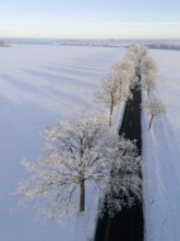 Snowy trees along a road, shadows falling over the winter landscape, aerial view, winter,