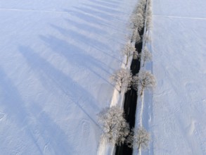 Snowy avenue with trees and road, shade falling over white fields, aerial view, winter, hoarfrost,