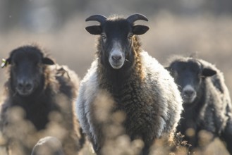 Three sheep (Ovis gmelini aries) e on a natural pasture looking towards the camera, blurred