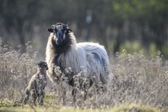 A sheep (Ovis gmelini aries) next to a lamb in a natural pasture landscape with dry, slightly