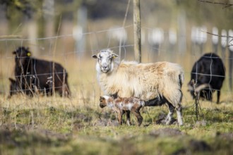 A sheep (Ovis gmelini aries) with a lamb on a green pasture behind a fence, surrounded by spring