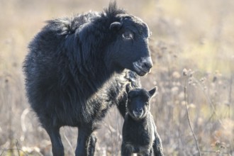 A black sheep (Ovis gmelini aries) lovingly cares for a lamb on a pasture, tender family