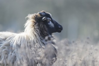 A sheep (Ovis gmelini aries) in profile view, surrounded by a natural pasture, quiet and peaceful
