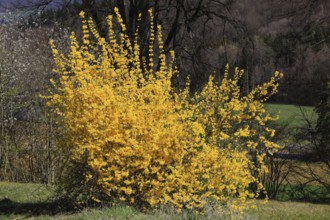 Forsythia, Forsythia × intermedia zabel, also garden forsythia, golden lilac or golden bell,