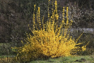 Forsythia, Forsythia × intermedia zabel, also garden forsythia, golden lilac or golden bell,