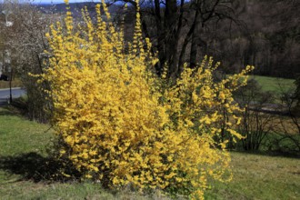 Forsythia, forsythia × intermedia zabel, also garden forsythia, golden lilac or golden bell,