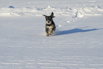 A dog happily runs through the snow on a sunny winter day, mixed breed dog, wire-haired dachshund