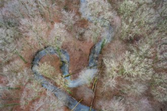 Meander of a low mountain stream in winter with beech forest, vertical aerial view, drone shot,