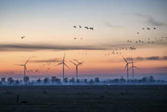 Wind turbines at dusk with flying birds and trees in the background, Hüde, Dümmer nature park Park,