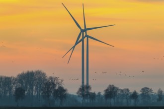 Wind turbines in front of an orange sunset with trees as silhouettes, Hüde, Dümmer nature park