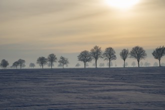 Landscape with a row of trees at sunset in winter on snowy fields, winter, snow, Oelsburg, Ilsede
