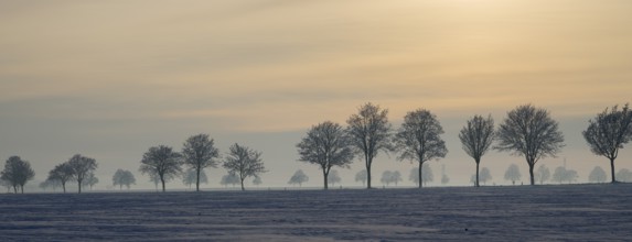 Row of trees in a snowy landscape illuminated by gentle sunset, winter, snow, Oelsburg, Ilsede