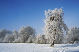 A snow-covered tree in a vast winter landscape with clear sky and tracks in snow, winter, snow,