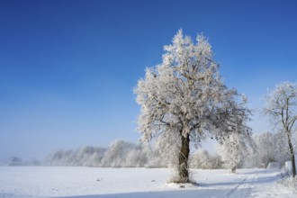A single snow-covered tree stands in an open winter landscape under clear blue sky, winter, snow,
