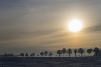 Winter landscape with low sun over snow-covered fields and a row of trees, winter, snow, Oelsburg,