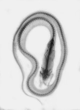 X-ray, X-ray. Snake that ate a mouse. science, photography, around 1896, historical