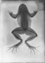 X-ray of a frog, healed fracture on one of the hind legs. X-ray, 1896, medicine, history of
