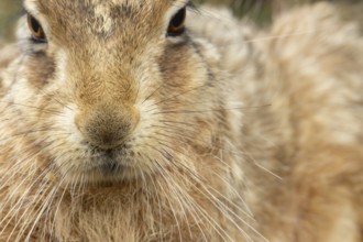European brown hare (Lepus europaeus) adult animal head portrait, England, United Kingdom
