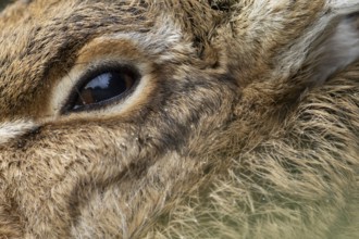 European brown hare (Lepus europaeus) adult animal close up of its head and eye, England, United