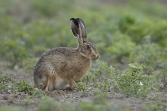 European brown hare (Lepus europaeus) adult animal eating a plant in a farmland field in summer,