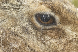 European brown hare (Lepus europaeus) adult animal close up of its head and eye in a rain shower,